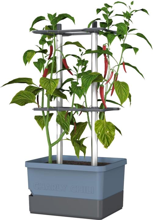 Gusta Garden Chili de Charly (35 cm)