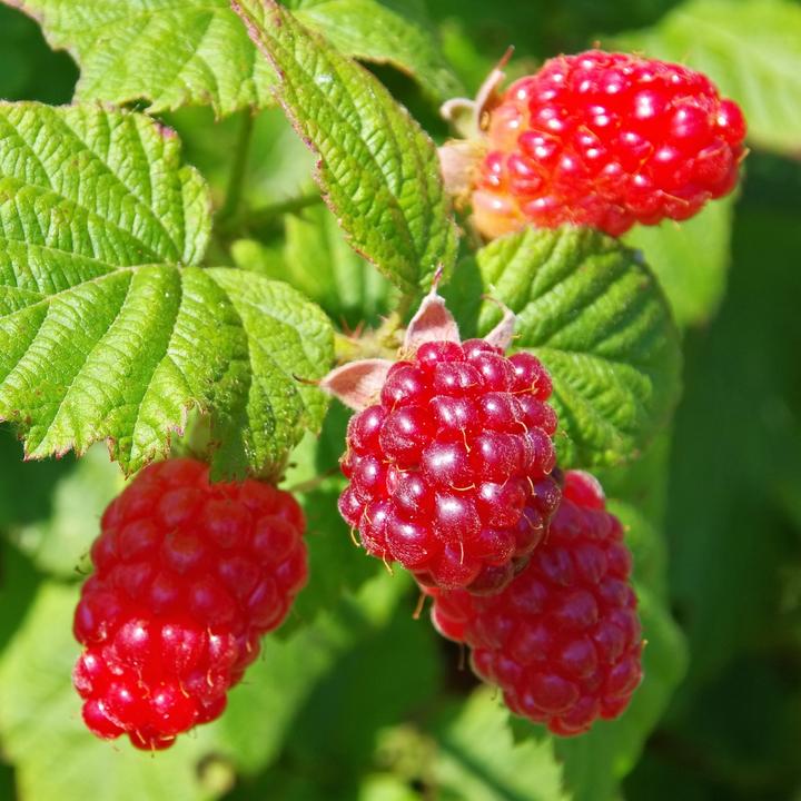 Produktbild Plant in a Box Rubus 'Tayberry' - Brombeere und Himbeere (25 cm)