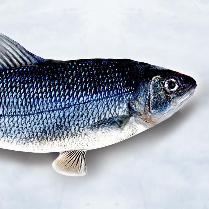 Actual product image MediaShop Flippity Fish (Catmint toy)