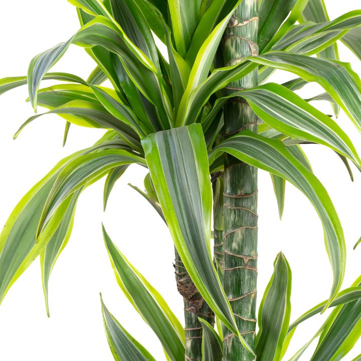Produktbild Flowerbox Drachenbaum in Hydrokultur - Dracaena lemon lime