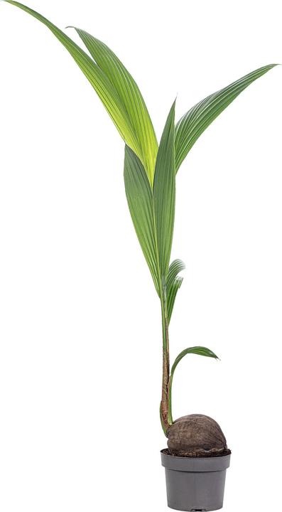 Actual product image Flowerbox Coconut palm - Cocos nucifera (100 cm)
