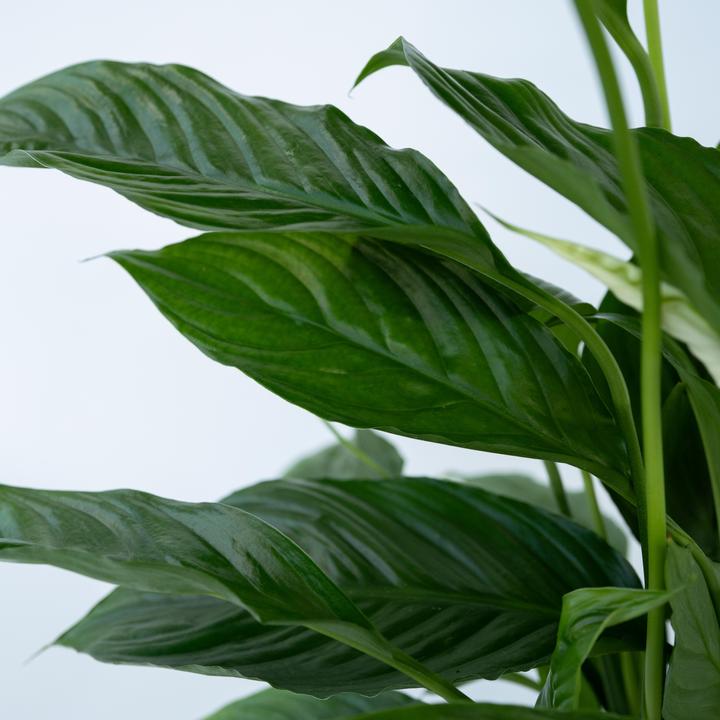 Immagine prodotto Plant in a Box Spathiphyllum Lima - Einblatt (60 cm)