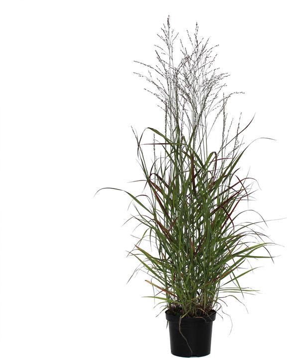 Produktbild Zulauf Rutenhirse / Panicum virgatum 'Rotstrahlbusch' (30 cm)