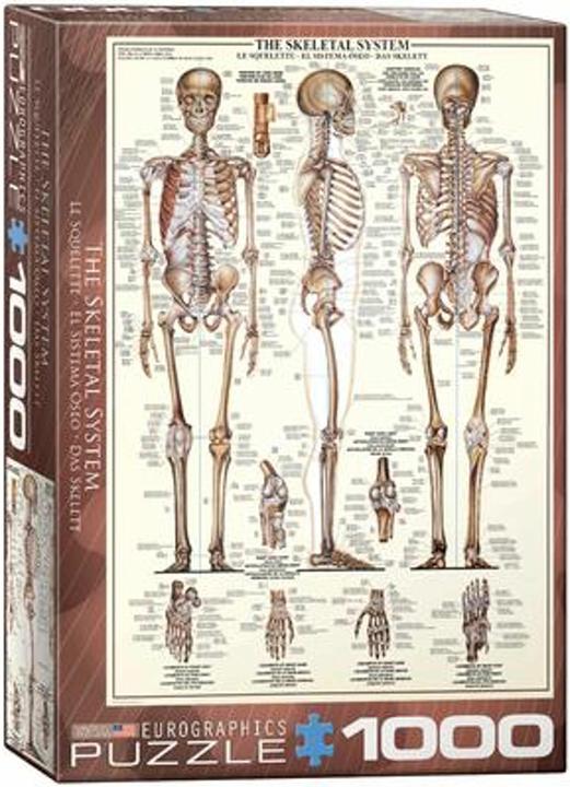 Produktbild Eurographics Das SkeleT (1000 Teile)