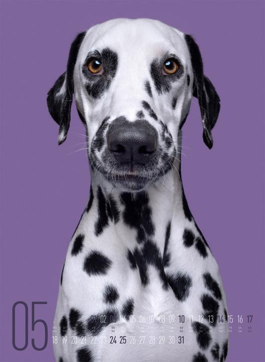 Actual product image Frei Schnauze - Kalender 2026 (33 x 45 cm, Hardcover, English, German)