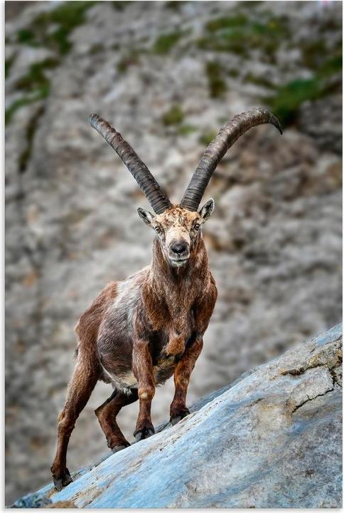 Produktbild Artland Steinbock mit grossen Hörnern U3VG (20 x 30 cm)