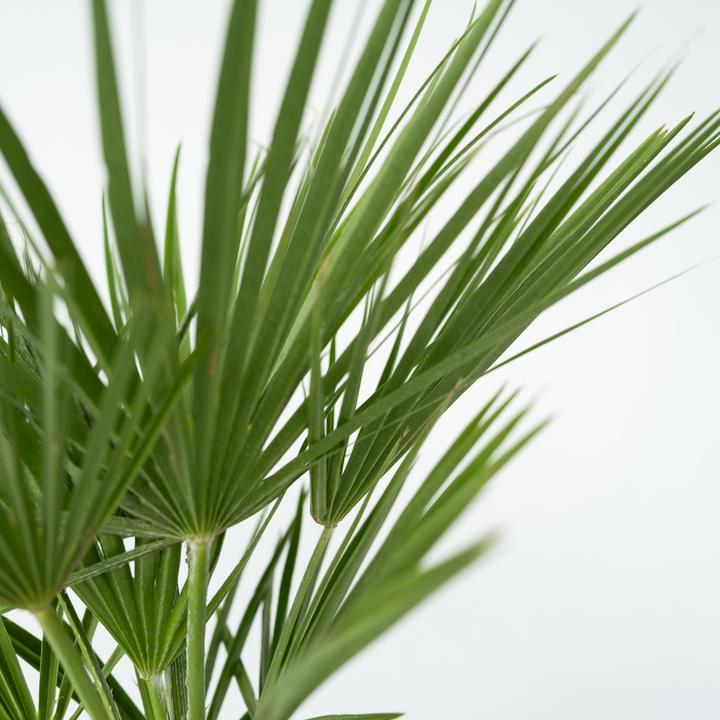 Immagine prodotto Plant in a Box Chamaerops Humilis - Palma nana (80 cm)