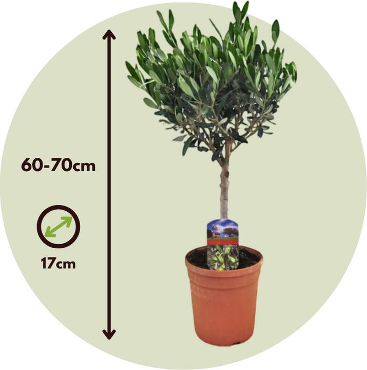 Produktbild Plant in a Box Olea Europaea - Olivenbaum (60 cm)