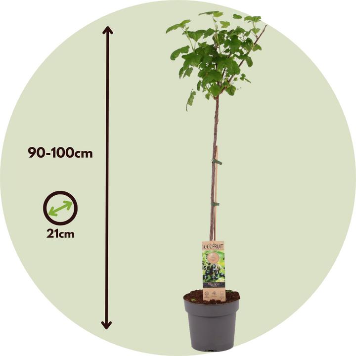 Actual product image Plant in a Box Ribes nigrum Titania - set of 2 blackcurrants (90 cm)