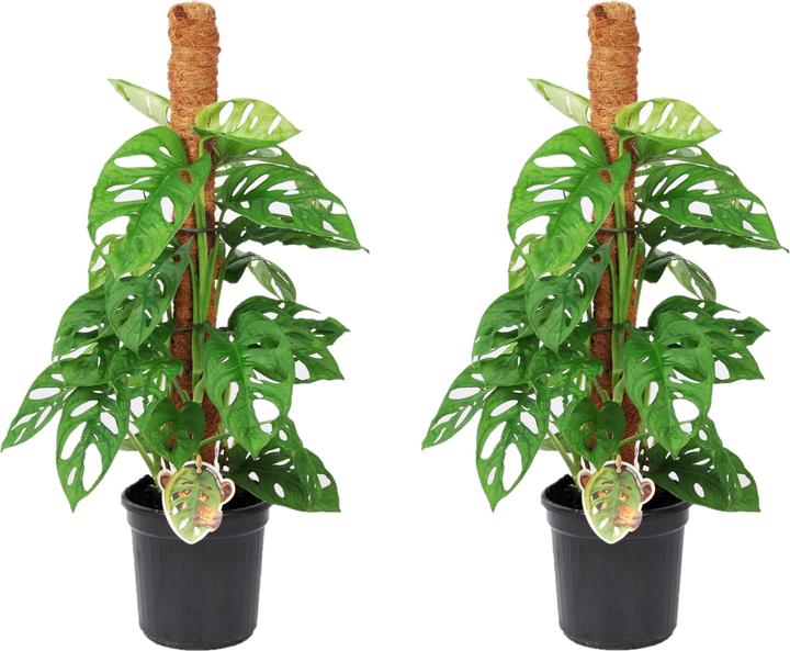 Produktbild Plant in a Box Monstera Monkey Mask - 2er Set Affenmaskpflanze auf einem Stab (60 cm)