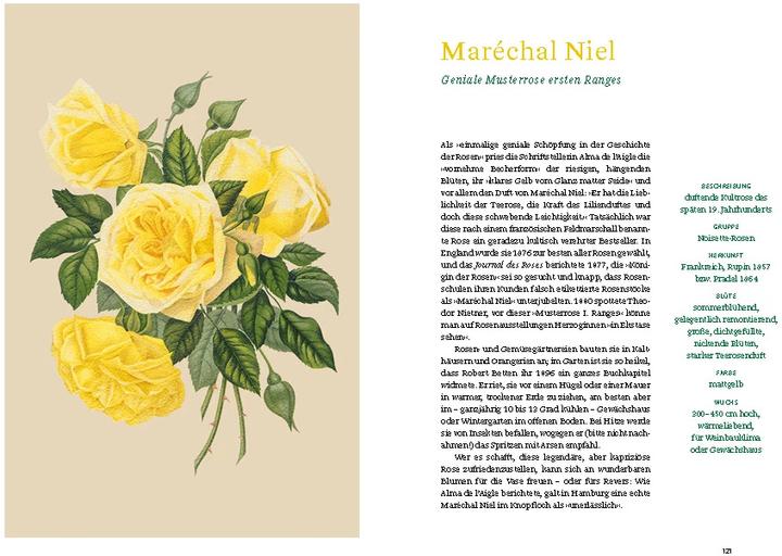 Actual product image Historische Rosen (German, Sofia Blind, Berlin State Library, 2023)