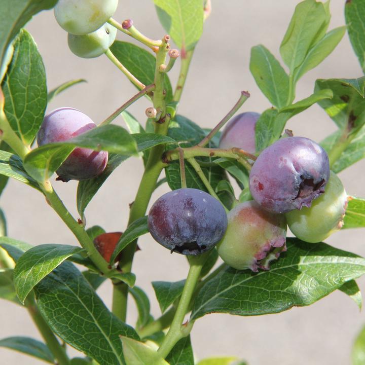 Immagine prodotto Zulauf Kultur-Heidelbeere / Vaccinium corymbosum 'Darrow' (50 cm)