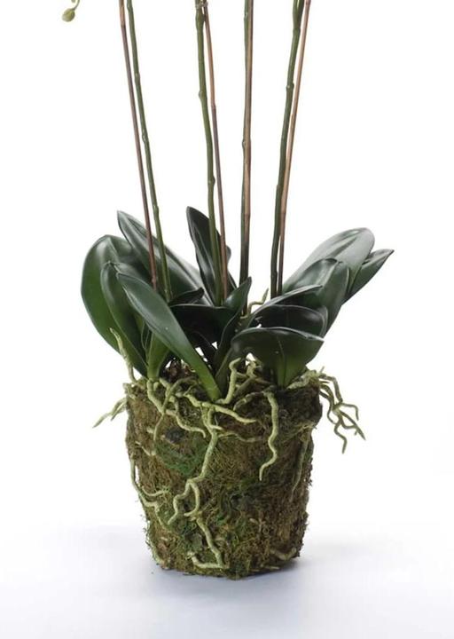 Actual product image Emerald Karlik (90 cm)