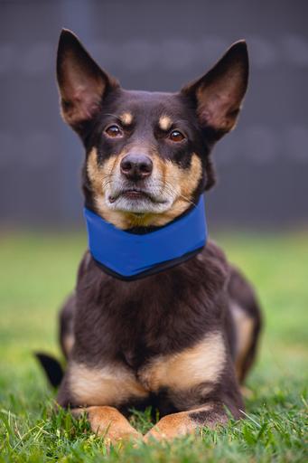 Produktbild Beeztees Bz Quick Cooler Halsb Izi Bla (M, Hund, Allgemein)