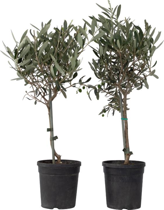 Actual product image Plant in a Box Olea Europaea (45 cm)