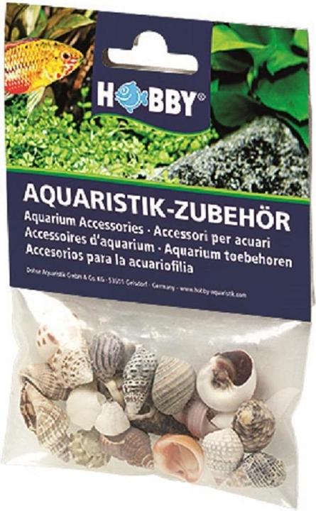 Actual product image Hobby Decoration Sea Shells Set, S, 20 pieces (other items)