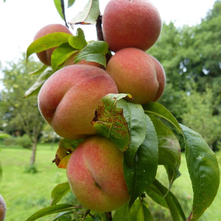 Actual product image Plant in a Box Prunus 'Bonanza' - Peach tree (60 cm)