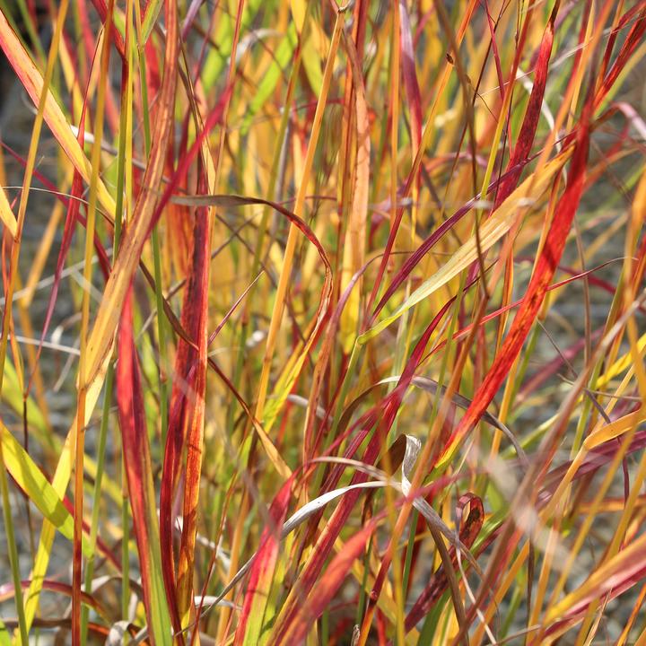 Produktbild Zulauf Rutenhirse / Panicum virgatum 'Rotstrahlbusch' (30 cm)