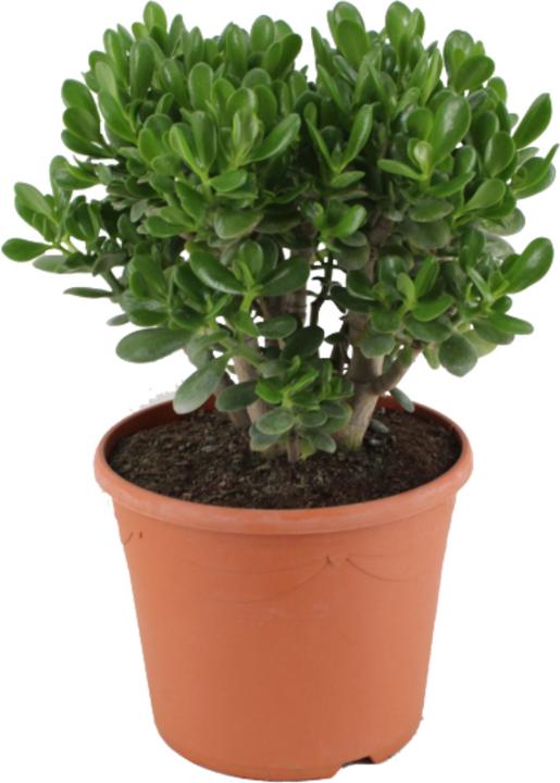 Immagine prodotto Plant in a Box Crassula ovata Minor - Pianta di giada (60 cm)