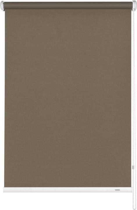 341 Mocca