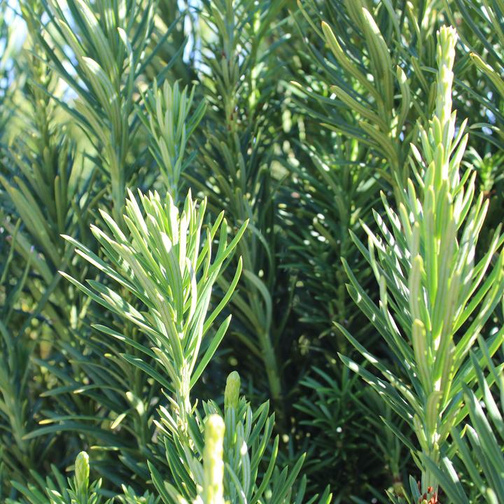 Immagine prodotto Zulauf Säulen-Kopfeibe / Cephalotaxus h. 'Fastigiata' (60 cm)
