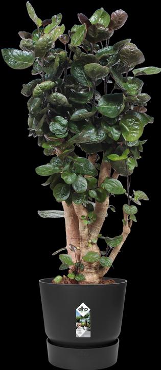 Produktbild Elho Greenville (39 cm)
