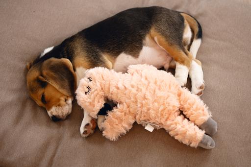 Actual product image Beeztees Cuddle Toys and Heartbeat Simulator (Puppy Toy, Plush toy dog)