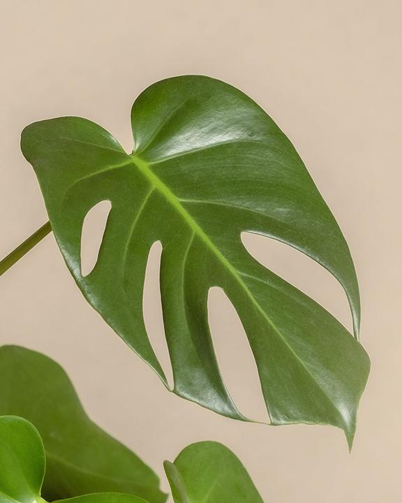 Actual product image feey Large Monstera (65 cm, Freshly repotted)