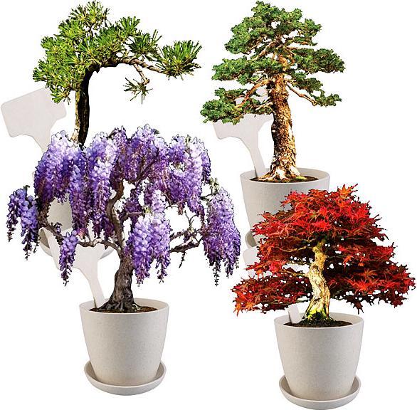Actual product image Royal Gardineer Bonsai Grow Kit