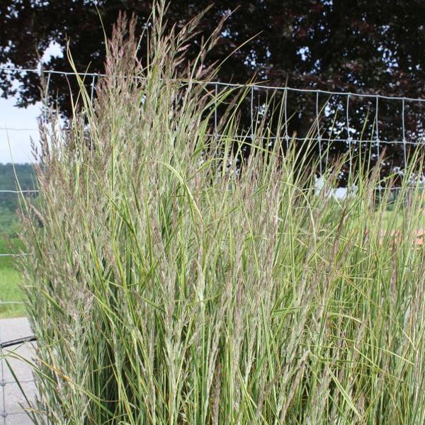 Image du produit Säntispracht Le Pâturin des champs blanc et rayé, compact - Calamagrostis acutiflora 'Overdam (120 cm)