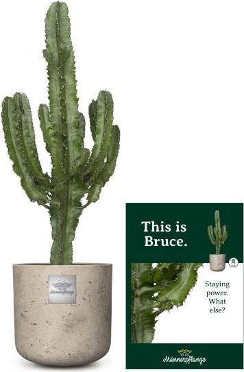 Image du produit Männerpflanze Bruce (100 cm)