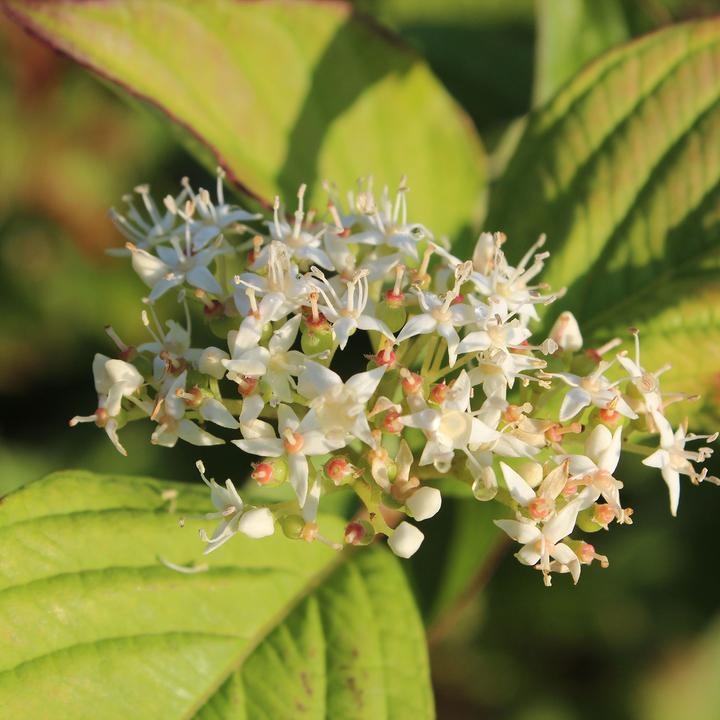 Immagine prodotto Zulauf Tatarischer Hartriegel / Cornus alba 'Sibirica' (100 cm)