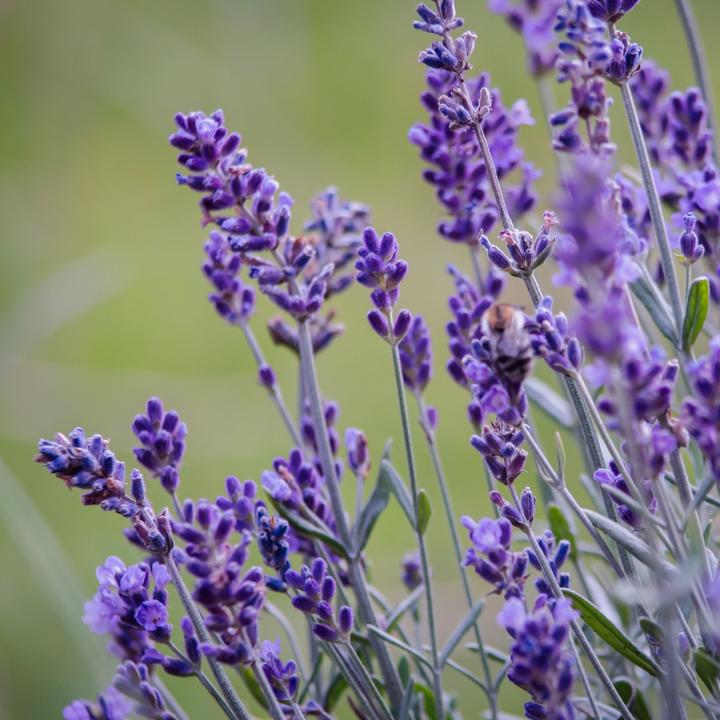 Produktbild Plant in a Box Lavandula angustifolia - 12er Set (15 cm)