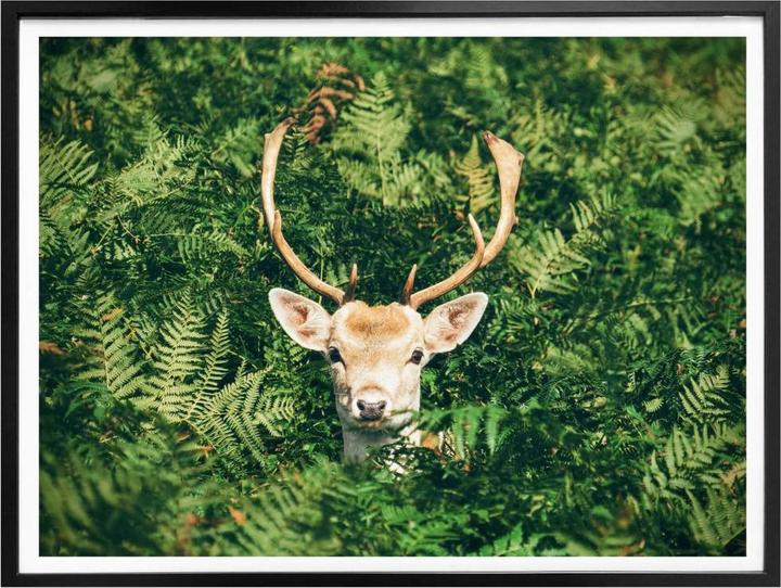 Actual product image Trenddeko Hide and seek in the forest (50 x 40 cm)