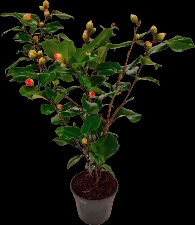 Produktbild Plant in a Box Camellia japonica Dr. King - Japanische Rose (60 cm)