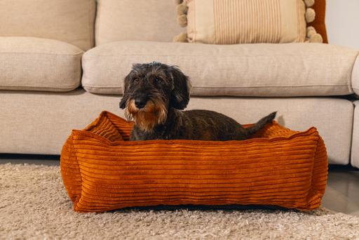 Productafbeelding Designed by Lotte Geribbeld (Hond)