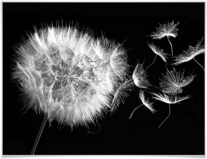 Trenddeko Poster Pusteblume 100 x 80 cm, Papier (100 x 80 cm)