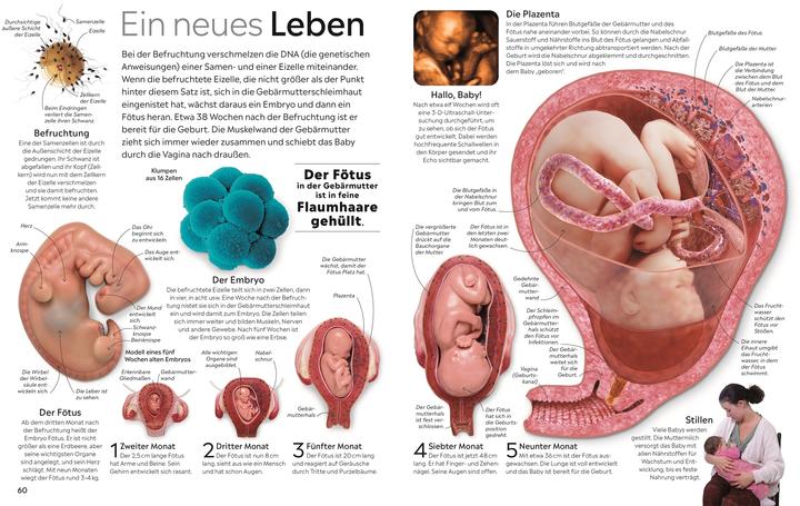 Produktbild memo Wissen. Körper (Deutsch, Richard Walker, 2024)