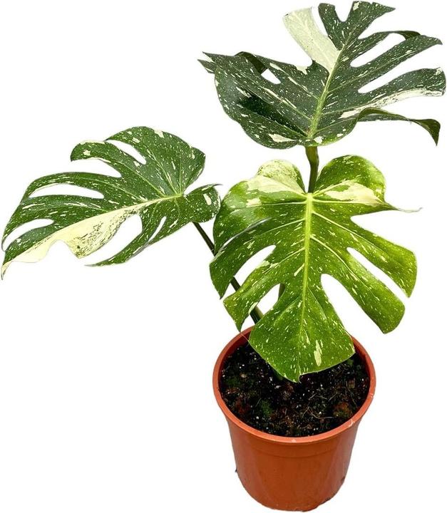 Image du produit Mahaloplants Monstera constellation thaïlandaise (50 cm)