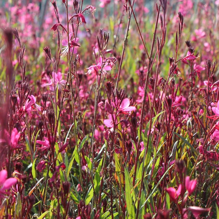 Actual product image Zulauf Lindheimer's Beeblossom (25 cm)