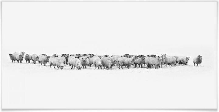 Produktbild Trenddeko Schafherde - Panorama (120 x 60 cm)