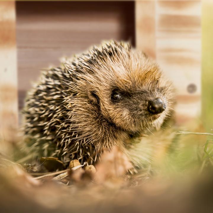 Actual product image Relaxdays Hedgehog House
