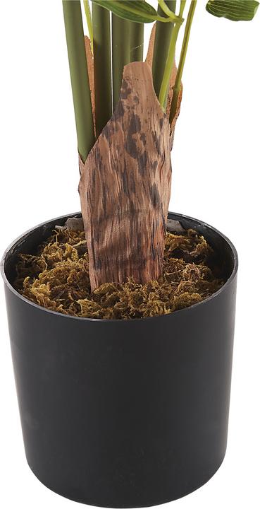 Immagine prodotto Beliani Bambusa Vulgaris (100 cm)