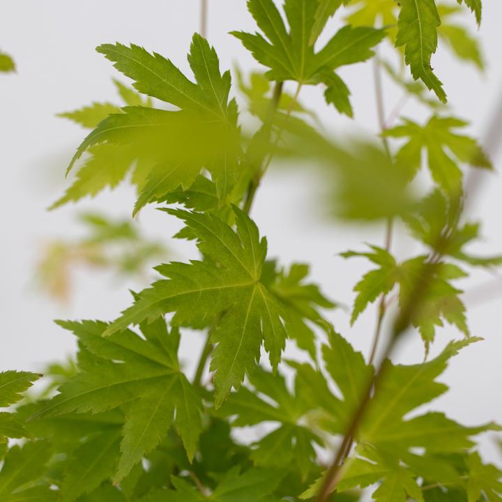 Actual product image Plant in a Box Acer palmatum 'Orange Dream' - Maple tree (25 cm)
