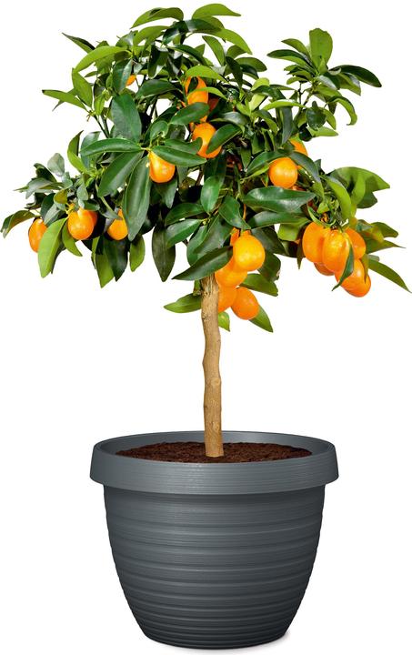 Actual product image Scheurich Country Star (48 cm)