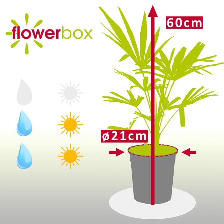 Produktbild Flowerbox Chinesische Hanfpalme - Trachycarpus fortunei (60 cm)