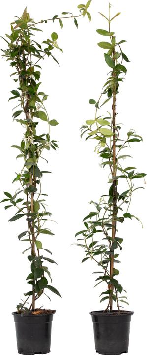 Image du produit Plant in a Box Trachelospermum jasminoides - Set de 2 jasmins étoilés (120 cm)