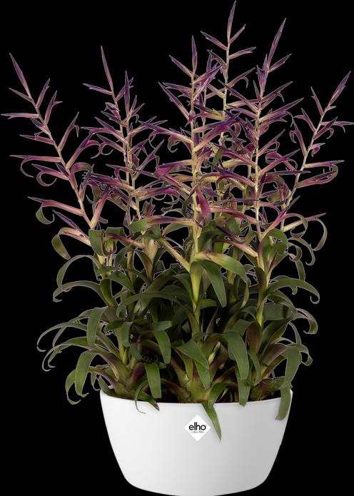 Produktbild Elho Brussels Bowl (22.90 cm)