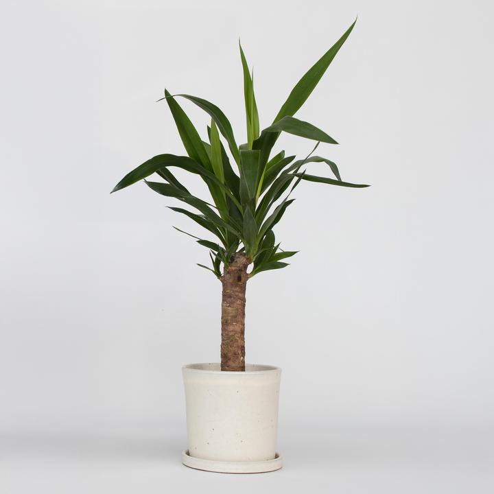 Image du produit Plant in a Box Yucca elephantipes - (50 cm)