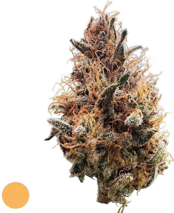 Produktbild Hi Lab Mango Haze (4 g, Indoor)